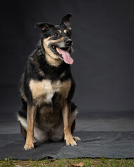 different breeds of dogs on a gray background