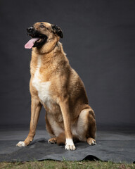 different breeds of dogs on a gray background