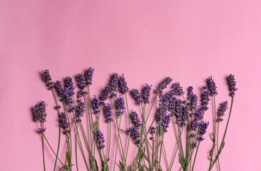Lavender flowers on a pink background