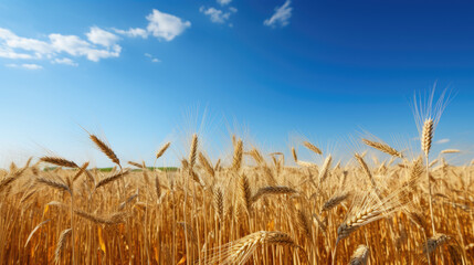 Vibrant Field of Ripe Wheat Underneath a Clear Blue Sky