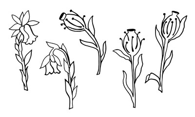 Set of black and white line art illustration branch with forest flower saprophyte, Indian pipe, branch,  . Black outline. Isolated objects on a white background.