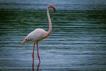 Questo fenicottero solitario in piedi in un lago è una visione di rara bellezza. Il fenicottero è un uccello elegante con piume rosa brillante. - obrazy, fototapety, plakaty