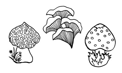 Set of black and white line art illustration with forest mushrooms, amanita, tinder fungus, morel. Black outline. Isolated objects on a white background.