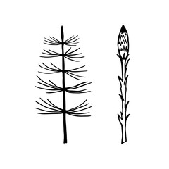 Set of elements field and forest herb horsetail.  Black outline. Isolated objects on a white background.Vector illustration.