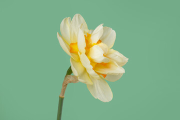 Delicate ivory narcissus flower isolated on green background.