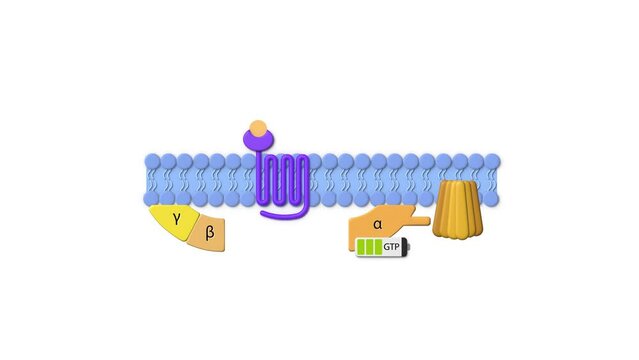 drug receptors, ligand, g-protein receptor, effector protein, g protein, Activation of trimeric G proteins by mating factors