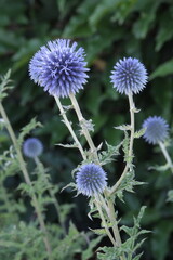 Garden Flowers. Mostly shot in parks and garden, France.