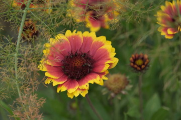 Garden Flowers. Mostly shot in parks and garden, France.