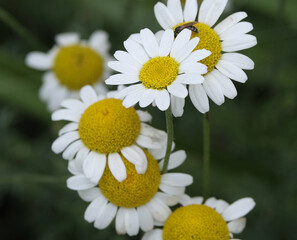 Garden Flowers. Mostly shot in parks and garden, France.