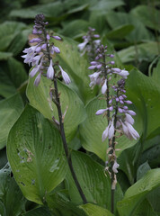Obraz premium Garden Flowers. Mostly shot in parks and garden, France.