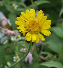 Garden Flowers. Mostly shot in parks and garden, France.