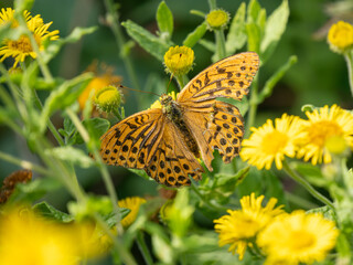 Silver-washed Fritillary Feeding on Yellow Flower
