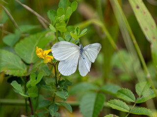 Wood White Butterfly Resting With its Wings Open