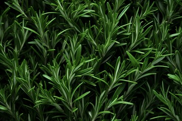 Fototapeta na wymiar Aromatic Abundance: Fresh Rosemary Leaves Filling the Frame, a Celebration of Fragrant Fresh Herbs