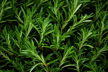 Fototapeta premium Aromatic Abundance: Fresh Rosemary Leaves Filling the Frame, a Celebration of Fragrant Fresh Herbs