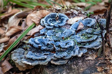 Close-up shot of blue Turkey tail mushrooms grown in the forest