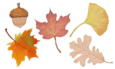 set of autumn leaves