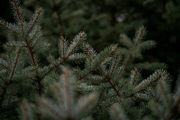 Closeup view of a pine tree branch with thin needles and frosty tips.