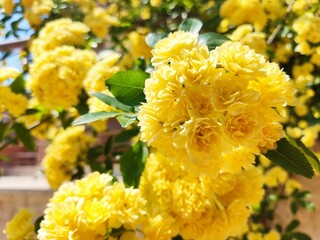 Close-up shot of a vibrant yellow Mimosa flower garden in a backyard