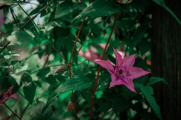 Vibrant pink Clematis viticella flower blooming in a backyard garden