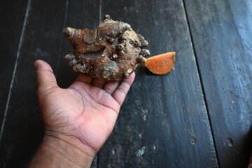 Elephant foot yam. It is a tropical tuber crop grown primarily in Africa, South Asia. Its other name Amorphophallus paeoniifolius and whitespot giant arum. Cultivated elephant foot yam in India.