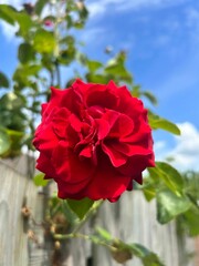 red rose in a white picketed fence on a sunny day