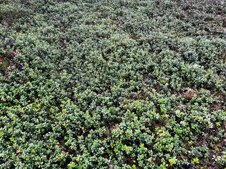 Cranberries growing in the wild forest.