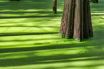 Tranquil pond on the ground surrounded by lush green moss