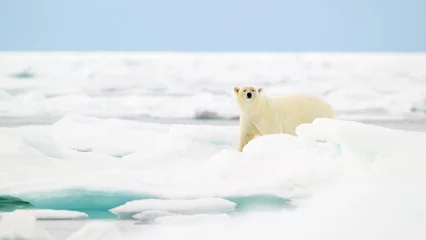 Foto op Plexiglas Polar bear (Ursus maritimus) on ice, Svalbard, Norway © STUEDAL
