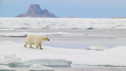 Polar bear (Ursus maritimus) on ice, Svalbard, Norway