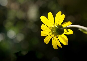 黄色いツワブキの花