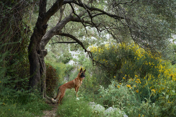 Alert Belgian Malinois dog in a serene woodland. Pet in the olive grove