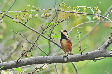 varied tit is on a japanese snowball tree