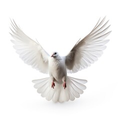 Fototapeta premium Graceful white dove in flight on white background