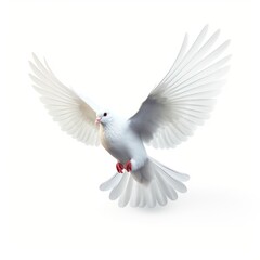 Graceful white dove in flight on white background