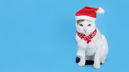 Cat in Christmas hat on a blue background. Beautiful Kitten in Santa Claus xmas red cap. Cat with Santa hat waiting for Christmas while sitting on a blue background. Happy New Year. Greeting card