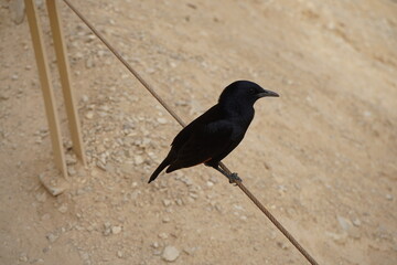 Tristram's starling