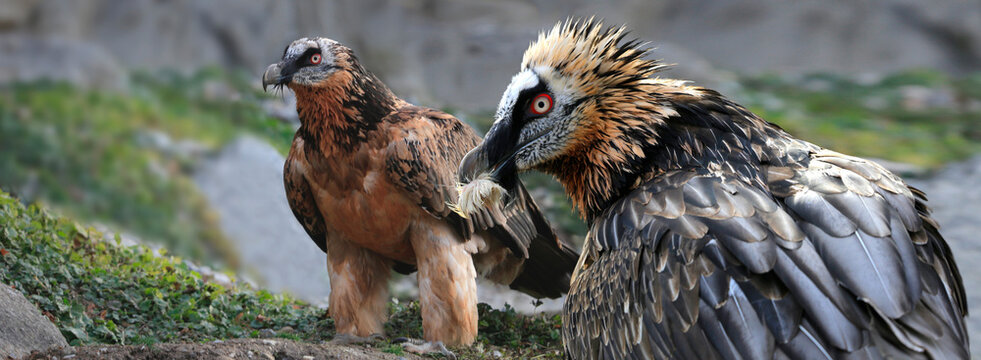  Zwei Bartgeier (Gypaetus barbatus) oder L&auml;mmergeier in den Alpen, Panorama 
