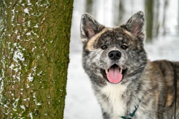 Akita Inu dog stands by a mossy tree trunk in a snow-covered landscape