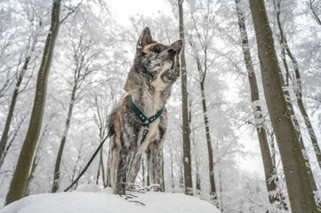 Akita Inu dog stands in a snow-covered landscape