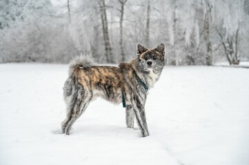 Akita inu dog playing in the meadow outdoors covered in a thick layer of snow