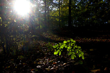 Obraz premium Small tree in spotlight in the forest floor