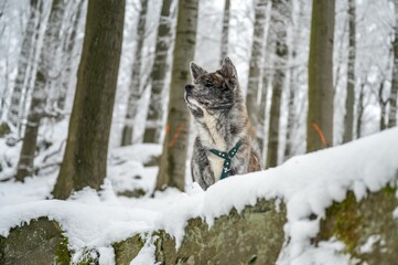 Close-up of a brown and white akita inu dog standing in a snowy forest