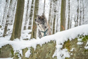 Majestic akita inu dog stands atop a snow-covered landscape, surrounded by snow-covered trees