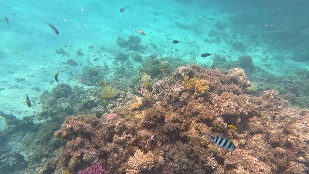 Coral reef  Hurgada- Under sea view of the Hurgada marine life