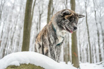 Majestic akita inu dog stands atop a snow-covered landscape, surrounded by snow-covered trees