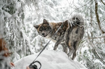 Majestic akita inu dog stands atop a snow-covered landscape, surrounded by snow-covered trees