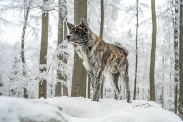 Majestic akita inu dog stands atop a snow-covered landscape, surrounded by snow-covered trees