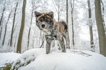 Naklejka premium Majestic akita inu dog stands atop a snow-covered landscape, surrounded by snow-covered trees