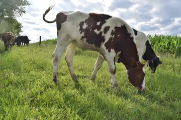 a cow in the field eating grass and other cows walking by